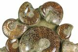 Tall, Composite Ammonite Fossil Display - Madagascar #175803-4